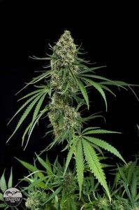 Dinafem-Critical-fem