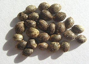 Semillas de cannabis.