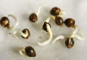 como-germinar-semillas-marihuana-300x206