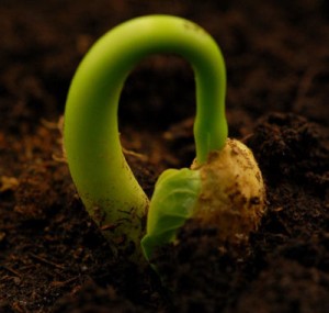 germinacio