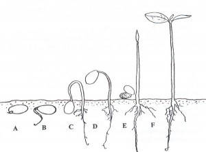 germinacion-de-marihuana1