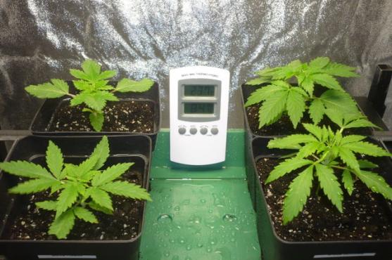 Temperatura y humedad en el cultivo de marihuana- Alchimia Grow Shop