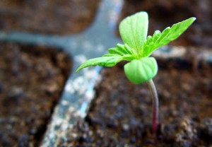 planta-de-marihuana-2