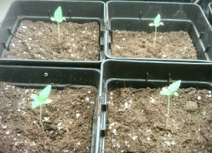 semillas-marihuana-germinar