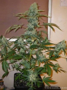 sensi-seeds-skunk