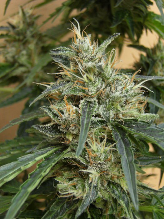 PANAMA - PAQUETE DE 5 UNIDADES FEMINIZADA - ACE SEEDS - SEMILLAS