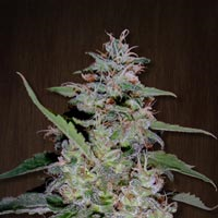 CHINA YUNNAN - PAQUETE DE 5 UNIDADES FEMINIZADA - ACE SEEDS - SEMILLAS