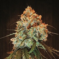 GOLDEN TIGER - PAQUETE DE 10 UNIDADES REGULAR - ACE SEEDS - SEMILLAS