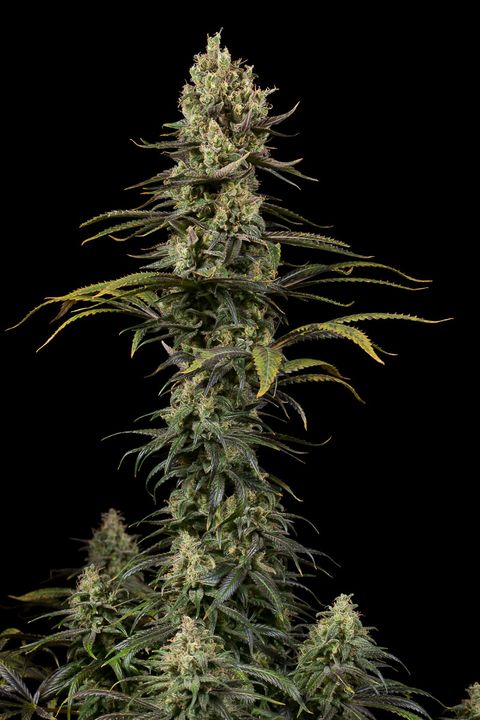 EARLY AMNESIA CBD - 3 UNIDADES FEMINIZADAS - DINAFEM - SEMILLAS