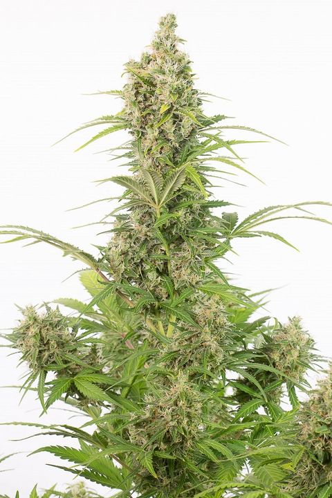 WHITE WIDOW CBD AUTO - 1 UNIDAD FEMINIZADA - DINAFEM - SEMILLAS