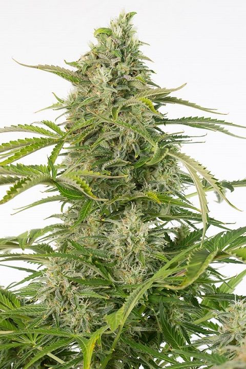 CHEESE AUTO CBD - 1 UNIDAD FEMINIZADA - DINAFEM - SEMILLAS