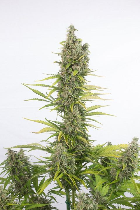 AMNESIA CBD AUTO - 3 UNIDADES FEMINIZADAS - DINAFEM - SEMILLAS