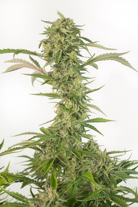 OG KUSH CBD AUTO - 1 UNIDAD FEMINIZADA - DINAFEM - SEMILLAS