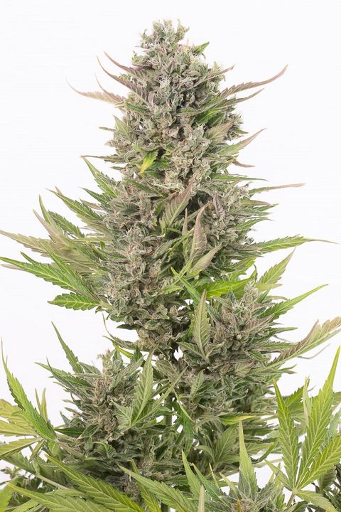 CRITICAL + CBD AUTO - 1 UNIDAD FEMINIZADA - DINAFEM - SEMILLAS