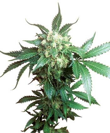 BLACK DOMINA - 10 UNIDADES REGULARES - SENSI SEEDS - SEMILLAS