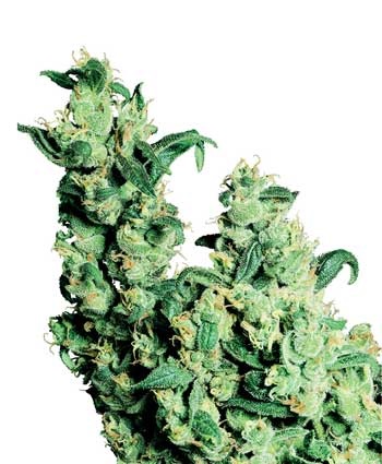 JACK HERER - 10 UNIDADES REGULARES - SENSI SEEDS - SEMILLAS