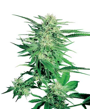 BIG BUD - 10 UNIDADES REGULARES - SENSI SEEDS - SEMILLAS