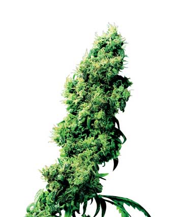 FOUR-WAY - 10 UNIDADES REGULARES - SENSI SEEDS - SEMILLAS