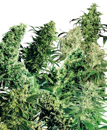 INDOOR MIX - 25 UNIDADES REGULARES - SENSI SEEDS - SEMILLAS