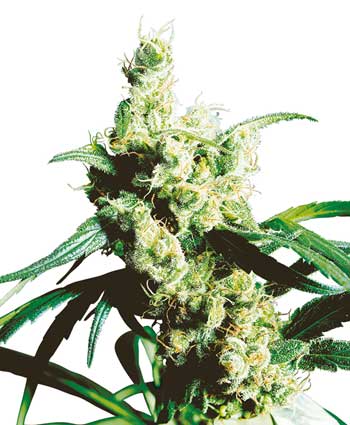 SILVER HAZE - 10 UNIDADES REGULARES - SENSI SEEDS - SEMILLAS