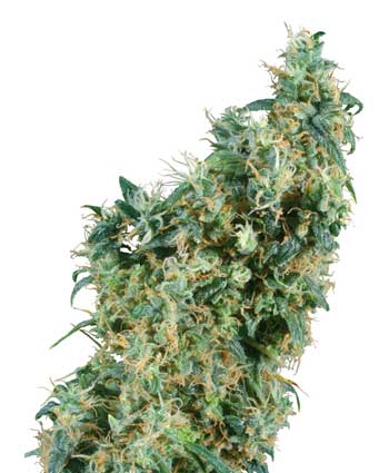 FIRST LADY - 10 UNIDADES REGULARES - SENSI SEEDS - SEMILLAS