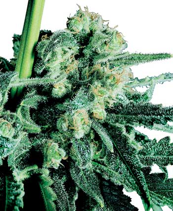 SENSI SKUNK - 10 UNIDADES REGULARES - SENSI SEEDS - SEMILLAS