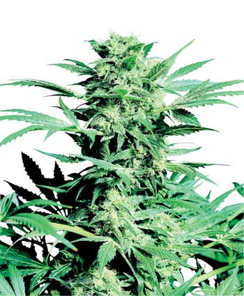SHIVA SKUNK - 10 UNIDADES REGULARES - SENSI SEEDS - SEMILLAS