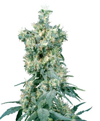 AMERICAN DREAM - 10 UNIDADES REGULARES - SENSI SEEDS - SEMILLAS