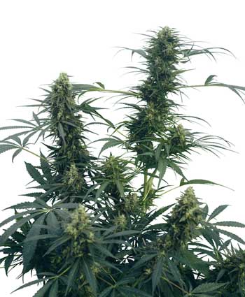 GUERRILLA'S GUSTO - 10 UNIDADES REGULARES - SENSI SEEDS - SEMILLAS