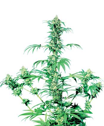 EARLY GIRL - 10 UNIDADES REGULARES - SENSI SEEDS - SEMILLAS