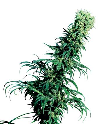 EARLY PEARL - 10 UNIDADES REGULARES - SENSI SEEDS - SEMILLAS