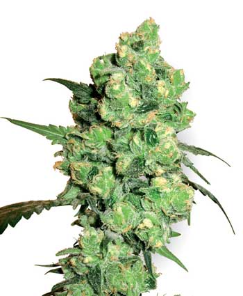 SUPER SKUNK - 10 UNIDADES REGULARES - WHITE LABEL - SEMILLAS
