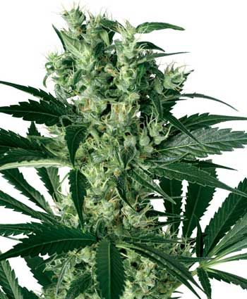 X HAZE WHITE LABEL - 10 UNIDADES FEMINIZADAS - WHITE LABEL - SEMILLAS