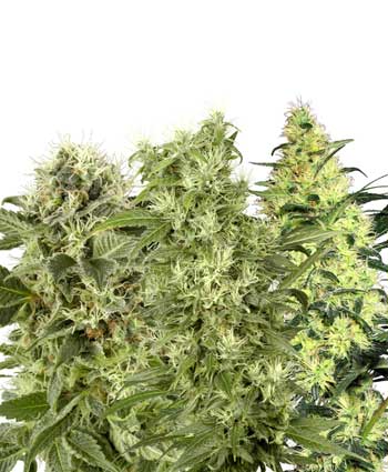 FEMALE MIX WHITE LABEL - 10 UNIDADES FEMINIZADAS - WHITE LABEL - SEMILLAS
