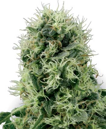 PURE POWER PLANT WHITE LABEL - 10 UNIDADES FEMINIZADAS - WHITE LABEL - SEMILLAS