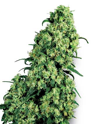 SKUNK #1 WHITE LABEL - 10 UNIDADES FEMINIZADAS - WHITE LABEL - SEMILLAS