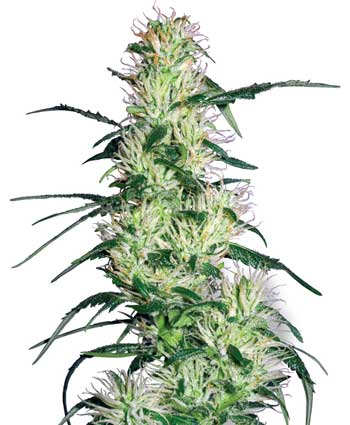 PURPLE HAZE WHITE LABEL - 10 UNIDADES FEMINIZADAS - WHITE LABEL - SEMILLAS