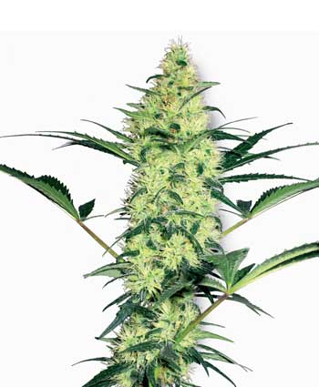 WHITE DIESEL WHITE LABEL - 10 UNIDADES FEMINIZADAS - WHITE LABEL - SEMILLAS
