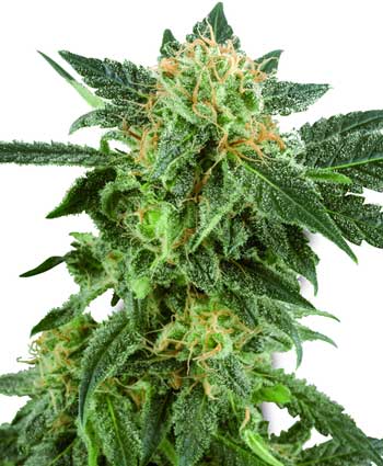 SNOW RYDER AUTO WHITE LABEL - 10 UNIDADES FEMINIZADAS - WHITE LABEL - SEMILLAS