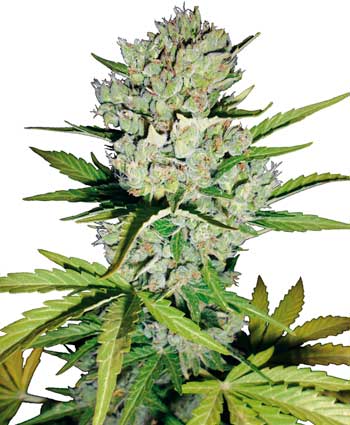 SUPERSKUNK AUTOMATIC WHITE LABEL - 10 UNIDADES FEMINIZADAS - WHITE LABEL - SEMILLAS