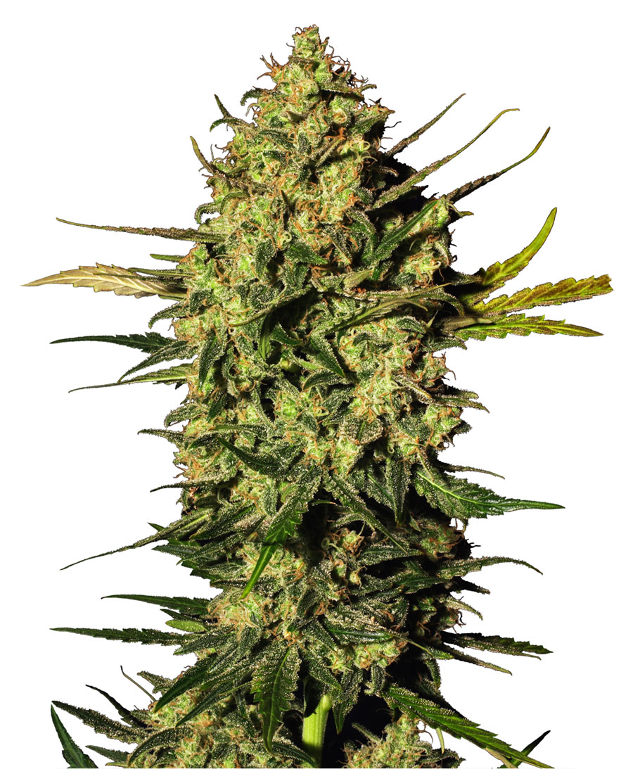 MASTER KUSH WHITE LABEL - 10 UNIDADES FEMINIZADAS - WHITE LABEL - SEMILLAS