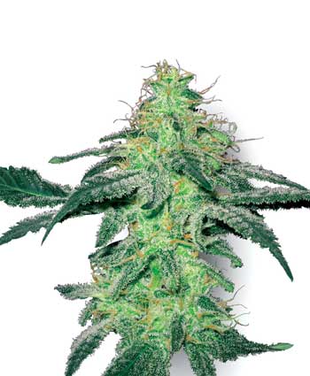 WHITE SKUNK - 3 UNIDADES FEMINIZADAS - WHITE LABEL - SEMILLAS