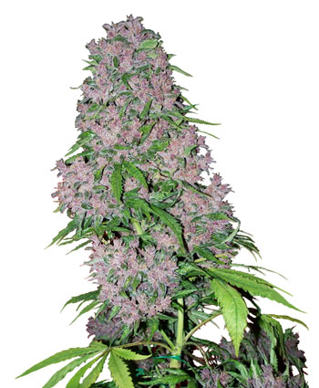 PURPLE BUD - 3 UNIDADES FEMINIZADAS - WHITE LABEL - SEMILLAS