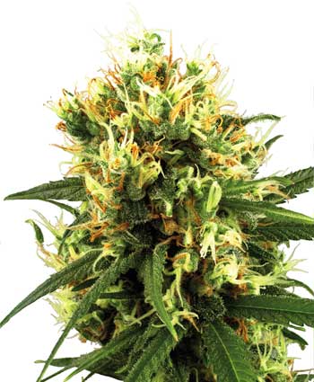 WHITE HAZE AUTO - 3 UNIDADES FEMINIZADAS - WHITE LABEL - SEMILLAS