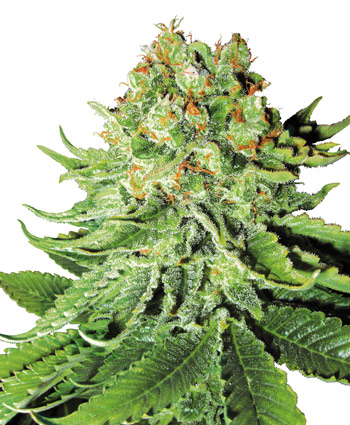 NORTHERN LIGHTS AUTO - 3 UNIDADES FEMINIZADAS - WHITE LABEL - SEMILLAS