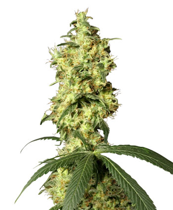 WHITE WIDOW AUTO - 3 UNIDADES FEMINIZADAS - WHITE LABEL - SEMILLAS