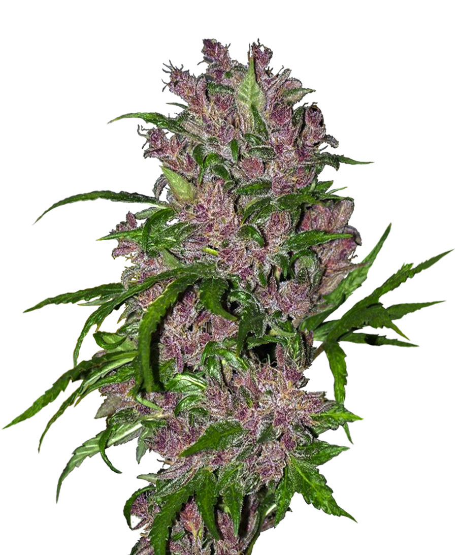 PURPLE BUD AUTO - 3 UNIDADES FEMINIZADAS - WHITE LABEL - SEMILLAS