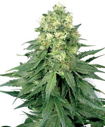 WHITE WIDOW - 5 UNIDADES FEMINIZADAS - WHITE LABEL - SEMILLAS