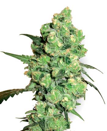 SUPER SKUNK - 5 UNIDADES FEMINIZADAS - WHITE LABEL - SEMILLAS