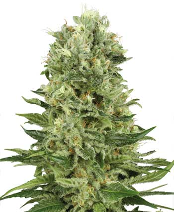SKUNK #1 AUTO - 5 UNIDADES FEMINIZADAS - WHITE LABEL - SEMILLAS